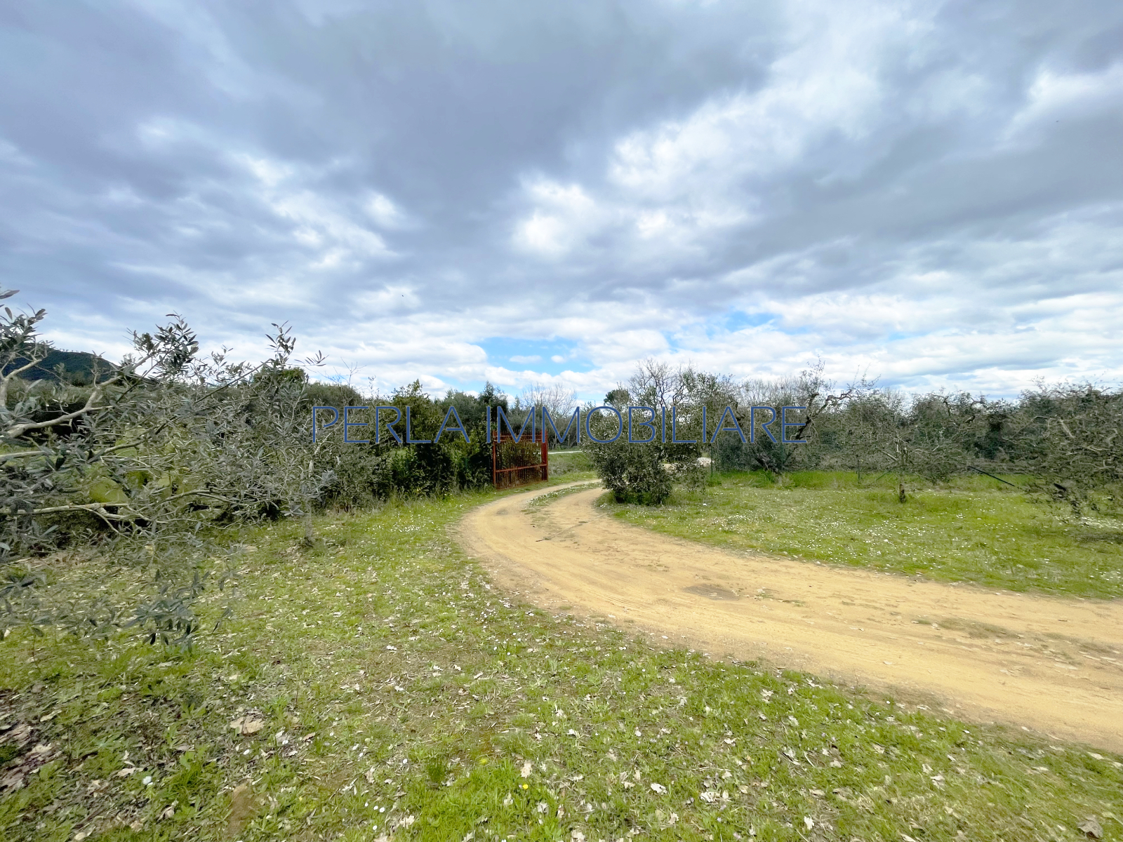 a 15 km da Castiglione della Pescaia - Terreno di 1500 mq con olivi. Euro 47.000