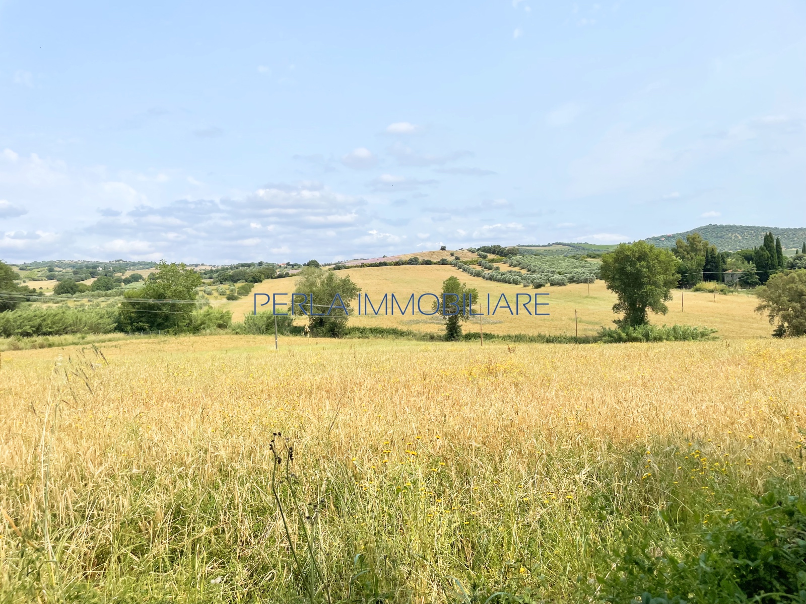 ZONA ROSELLE - Terreno di 13 ha. Euro 200.000